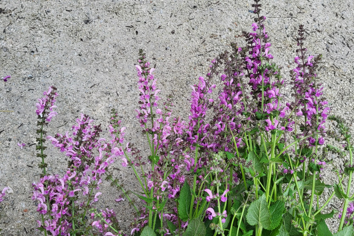 Photo of Salvia pratensis plant